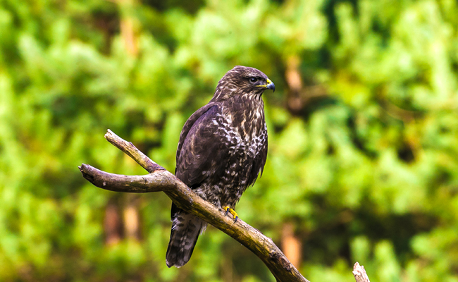 La buse variable