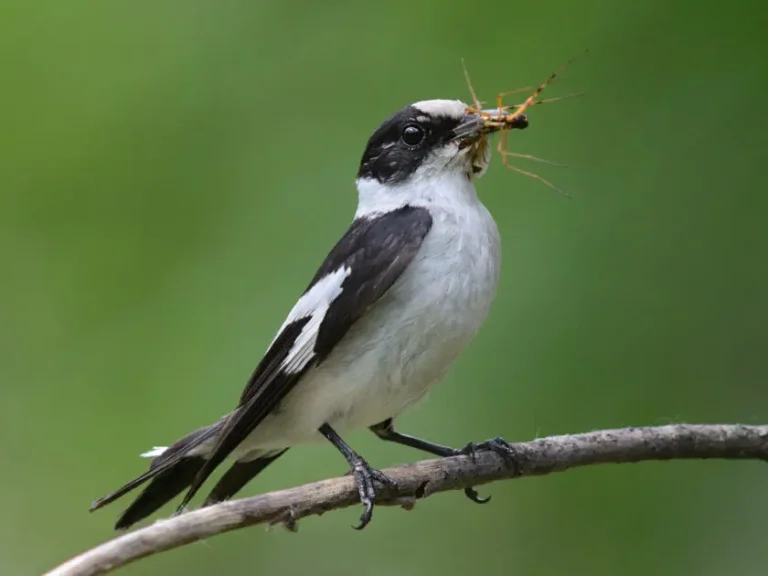 Le gôbe mouche à collier