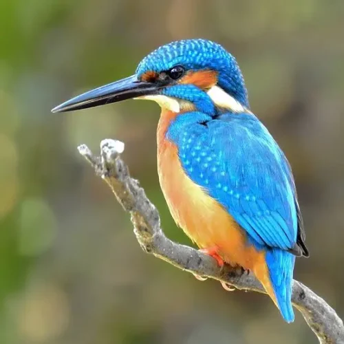 Les oiseaux du pays des étangs.