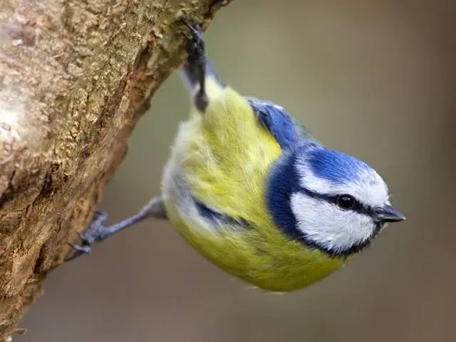 Les oiseaux de nos jardins.