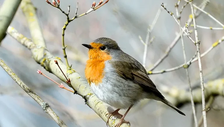 Le rouge gorge