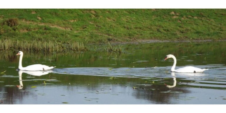 Le cygne
