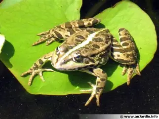 Les batraciens sont un groupe d&rsquo;amphibiens comprenant les grenouilles, crapauds, salamandres et tritons, mais excluant les cécilies.