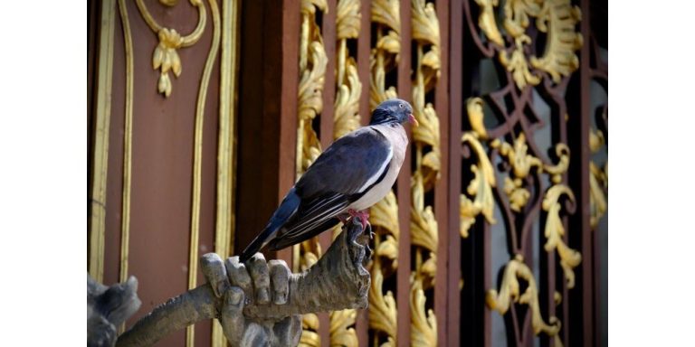 Le pigeon ramier