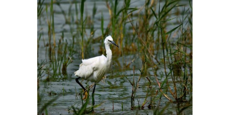 Une aigrette garzette