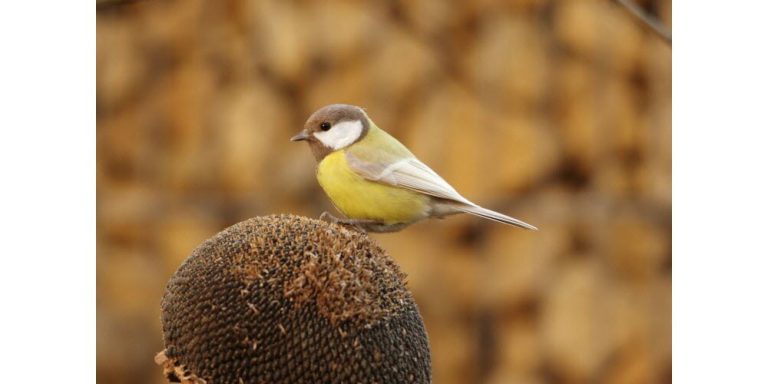 La mésange charbonnière